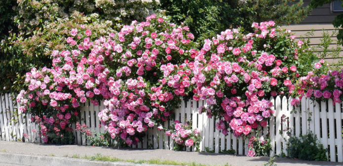 Rose tappezzanti nella progettazione del paesaggio