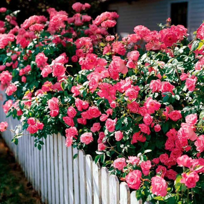 Roses de coberta del sòl en disseny de paisatges