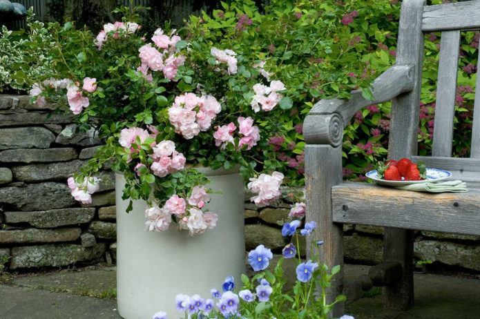 Rosas de cobertura vegetal em paisagismo