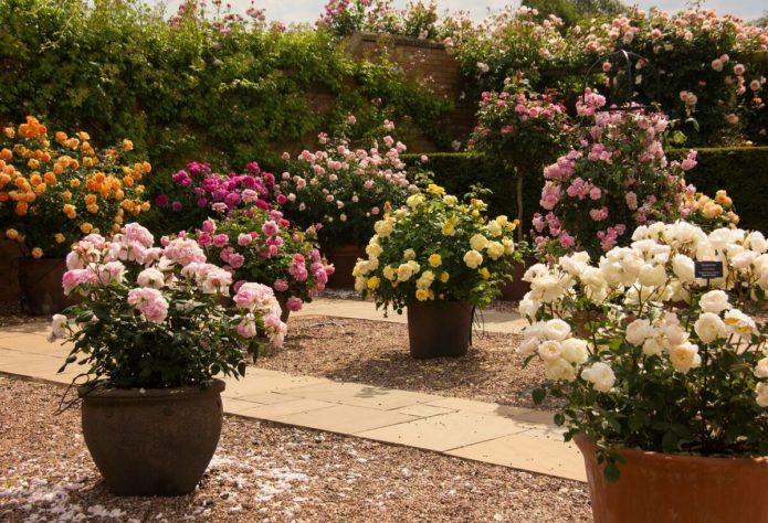 Rosas de cobertura vegetal em paisagismo