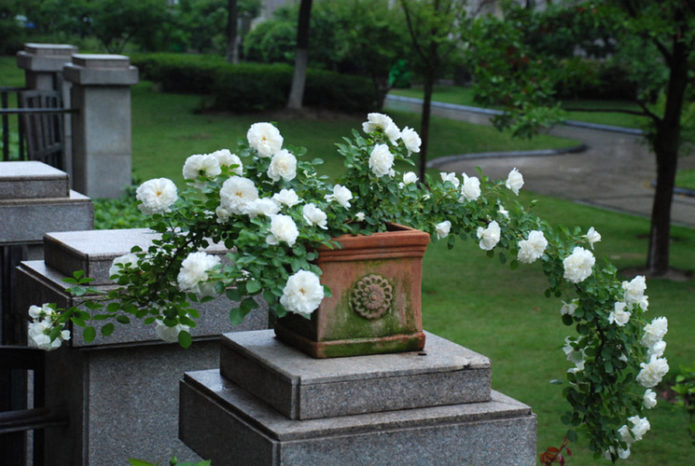 Rosas de cobertura vegetal em paisagismo