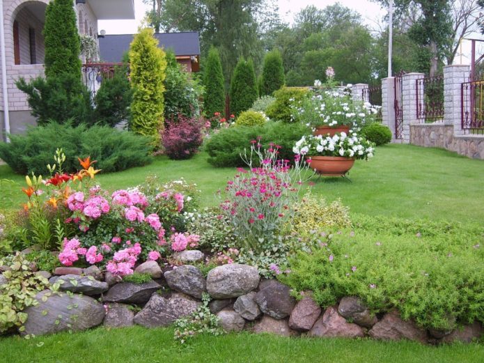 Ground cover roses in landscape design