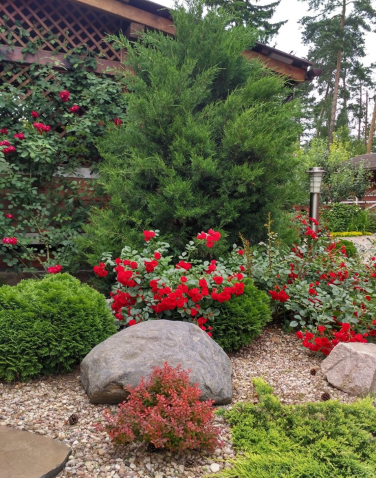 Rosas de cobertura vegetal em paisagismo