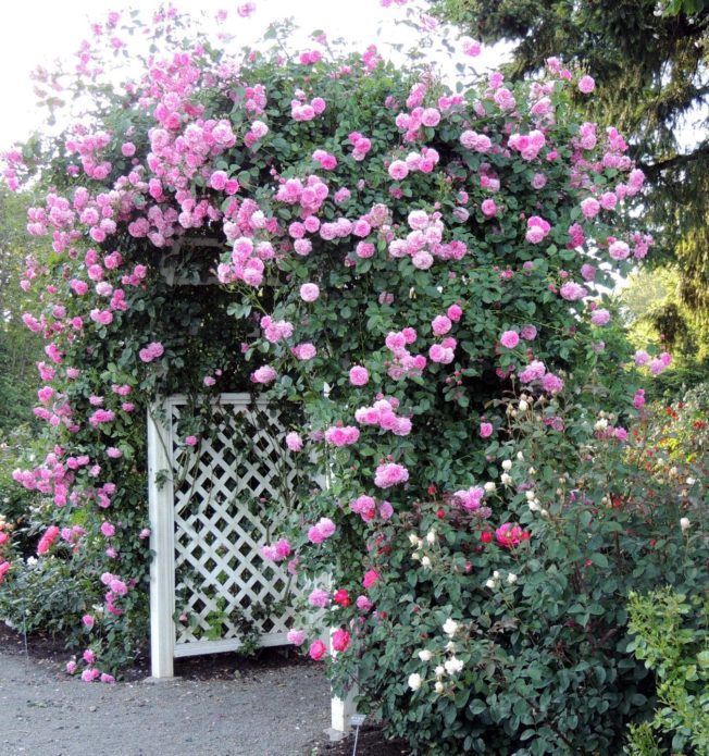 Roses de coberta del sòl en disseny de paisatges