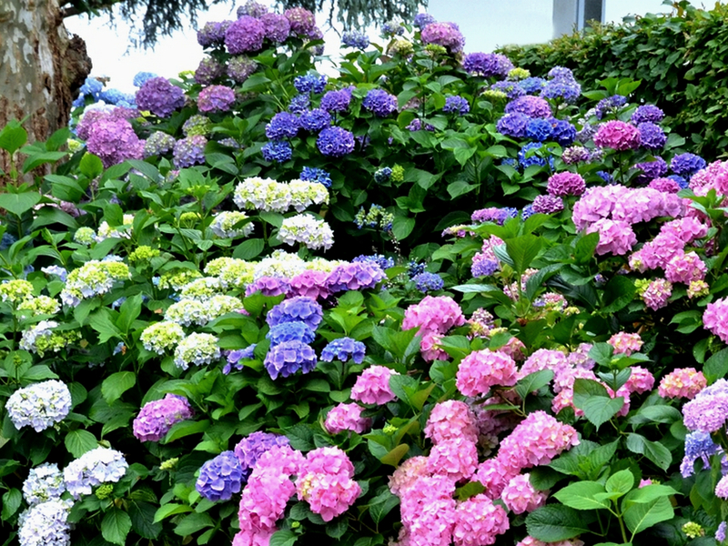 Napakagandang hydrangea sa disenyo ng landscape: kasing dami ng 75 mga ideya sa larawan para sa inspirasyon!