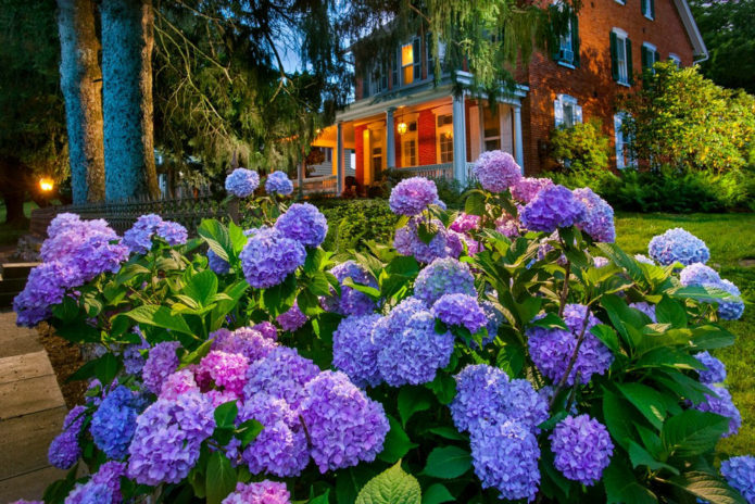 Hortensias en diseño de paisaje