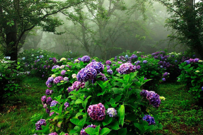 Hortensia's in landschapsontwerp