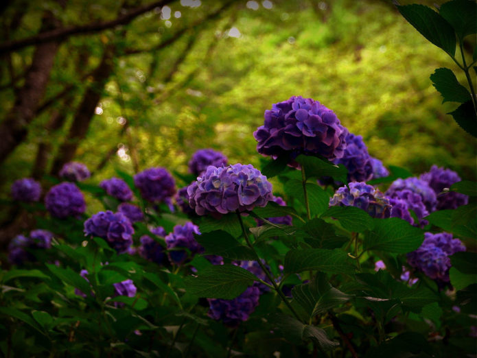 Hortênsias em paisagismo