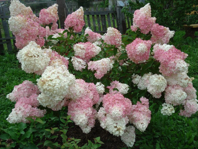 Hydrangeas in landscape design