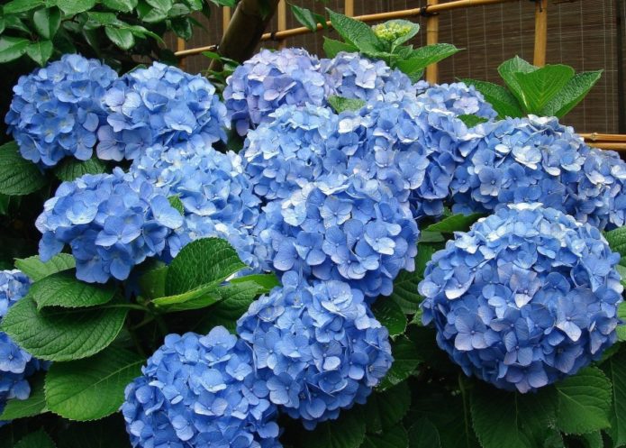 Hortensia