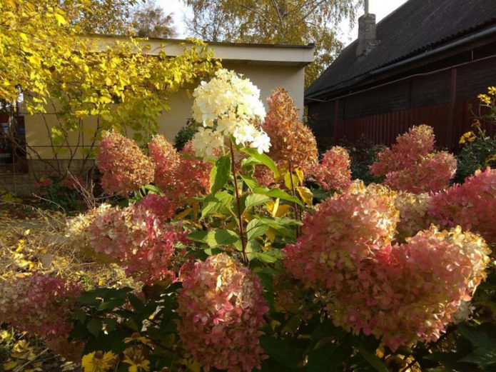 Hydrangea in autumn