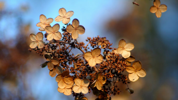 Hortensia en otoño