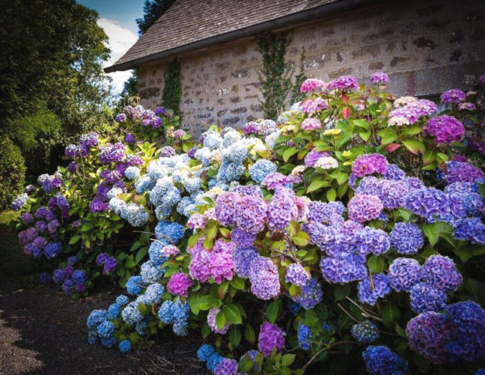 Buisson d'hortensia