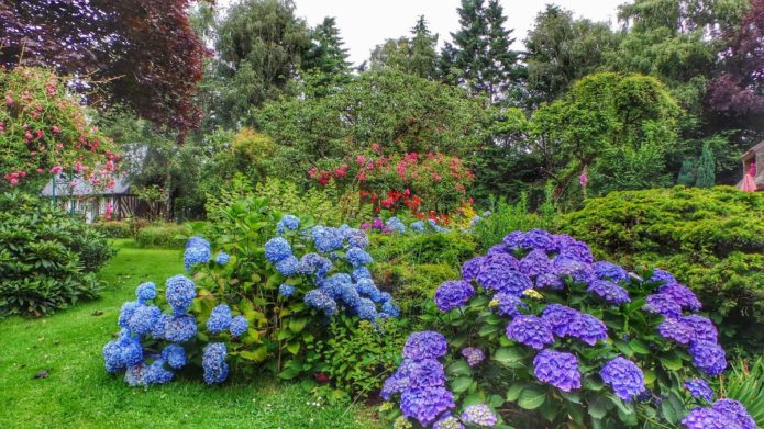 Tufă de hortensie