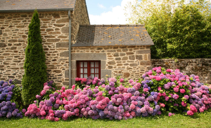 Arbusto de hortensia