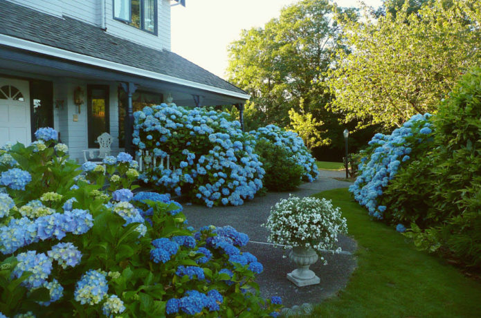 Buisson d'hortensia