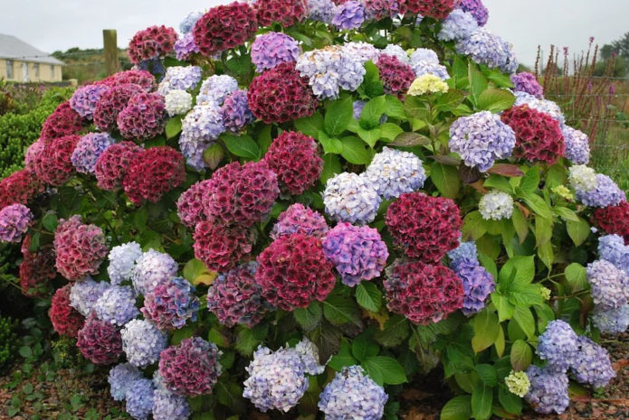 Arbusto de hortensia