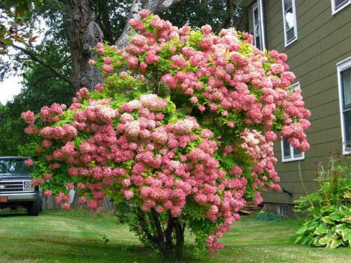 Hortensia