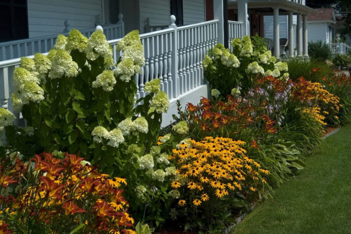 Hortensia i en mixborder