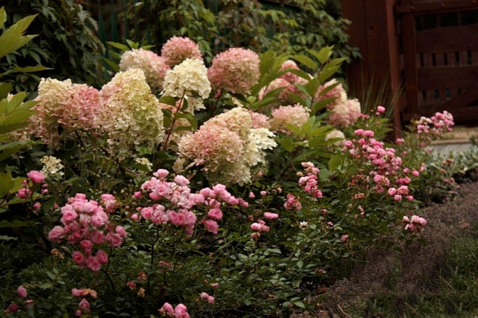 Hortensia într-un mixborder