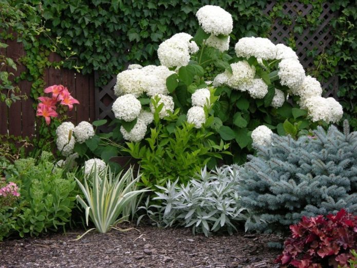 Hortensia con coníferas