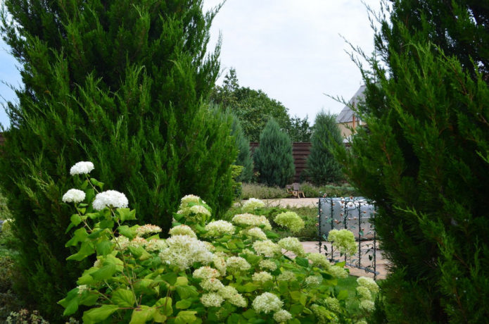 Hortensia con coníferas