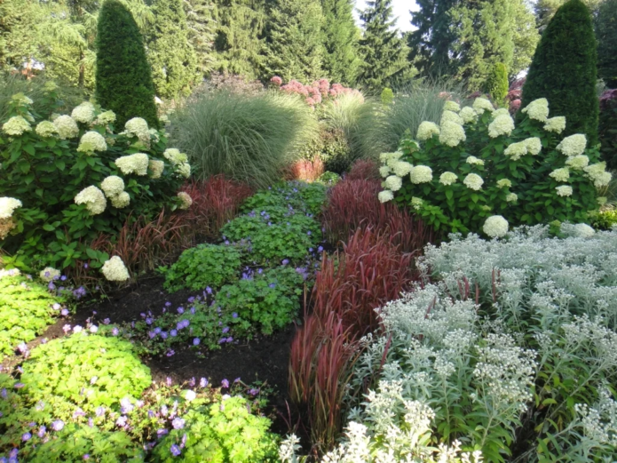 Hortensia con coníferas