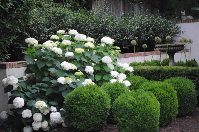 Hortensia med nåletræer