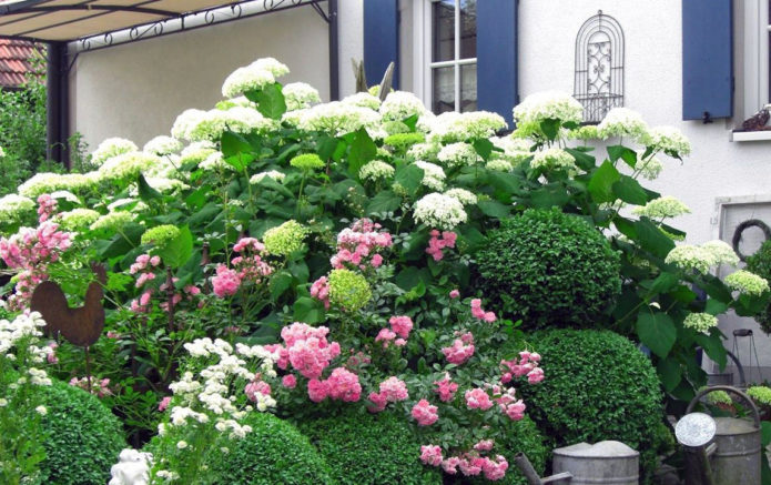 Hortensia et buis