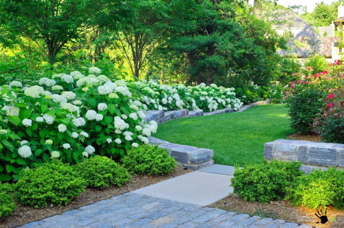 Hortensia en buxus