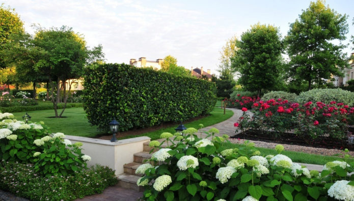 Hortensia en buxus