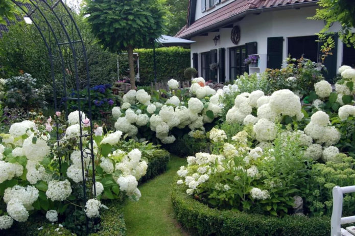 Hortensia en buxus