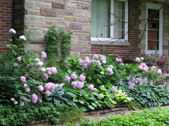 Hortensias y anfitriones