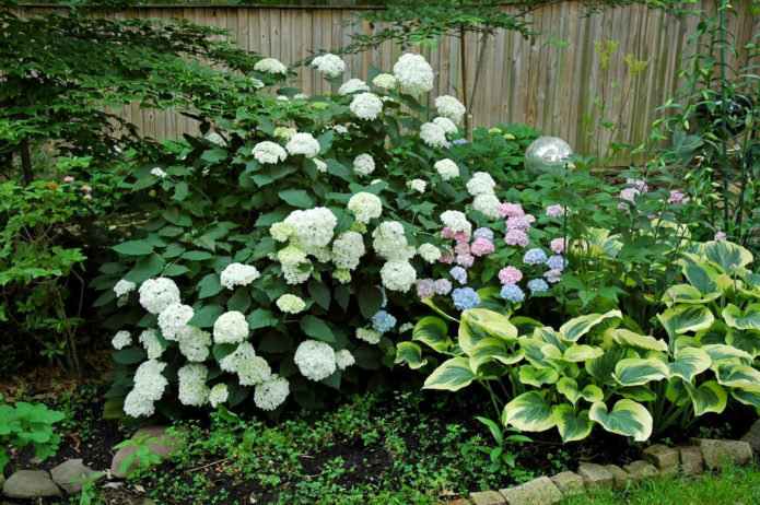 Hortensia og værter