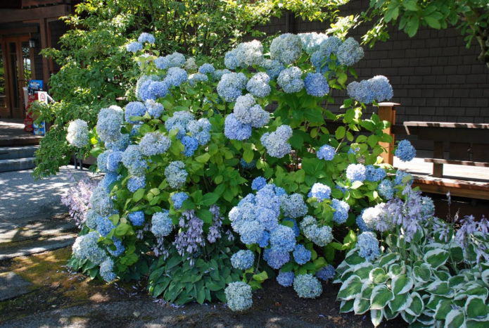 Hortensia și gazdele