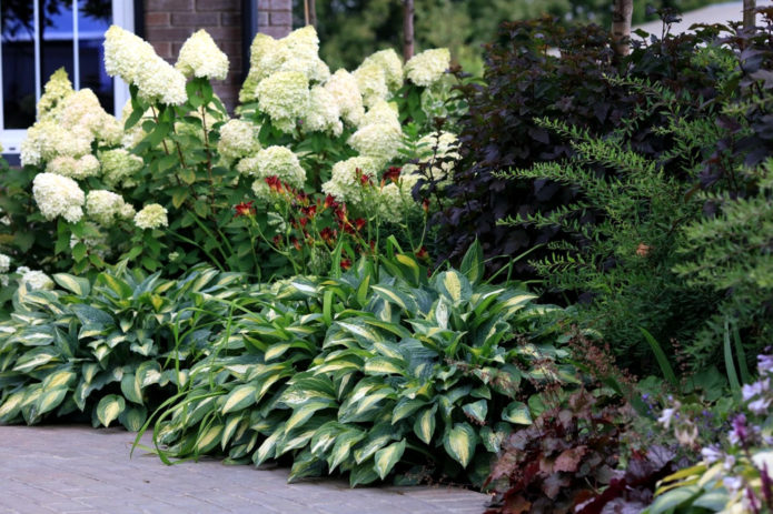 Hortensias y anfitriones