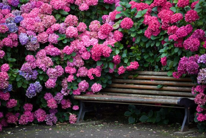 Hortensie