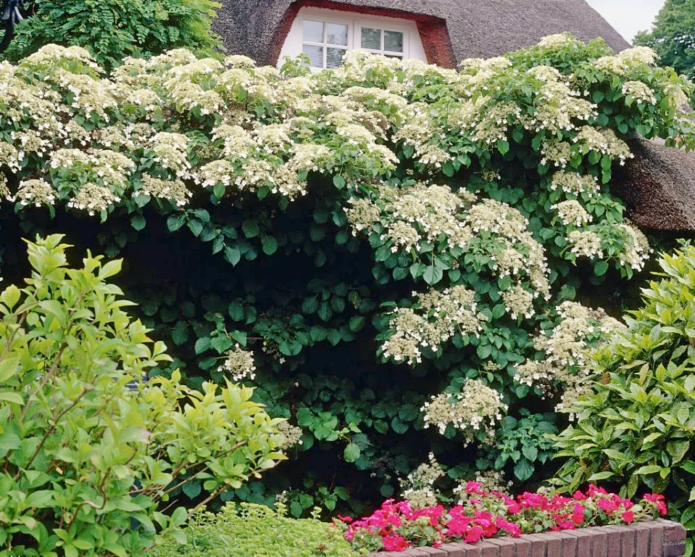 Hortensia Petiolaris