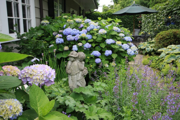 Hortensia într-un mixborder