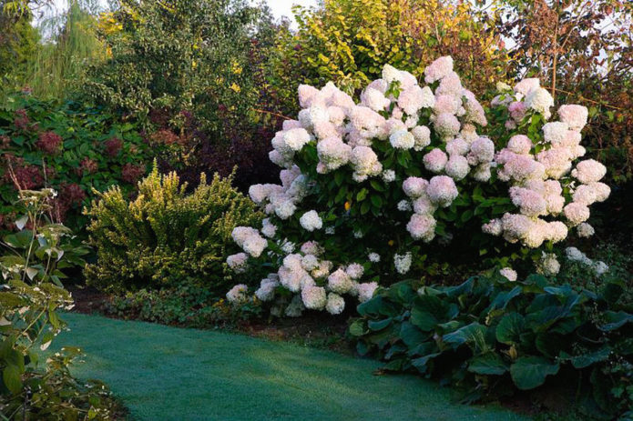 Hortensia en un borde mixto