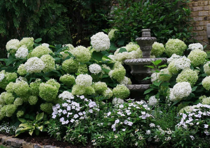 Hortensia într-un mixborder