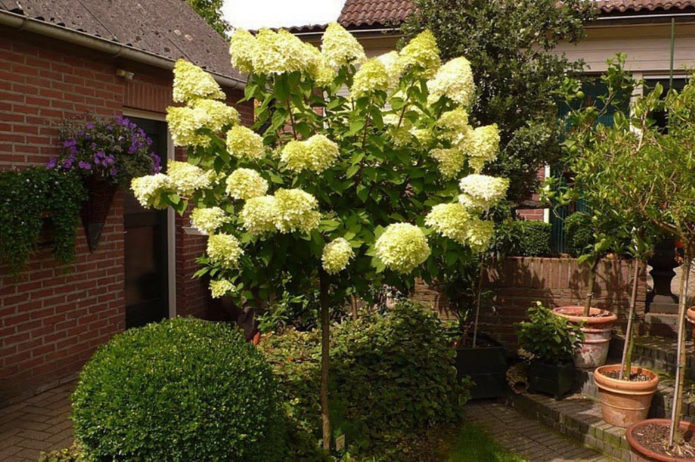 Hortensia în tulpină