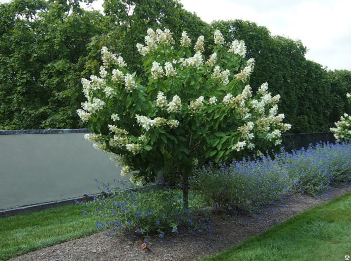 Hortensia i stammen