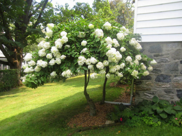 Hortensia în tulpină