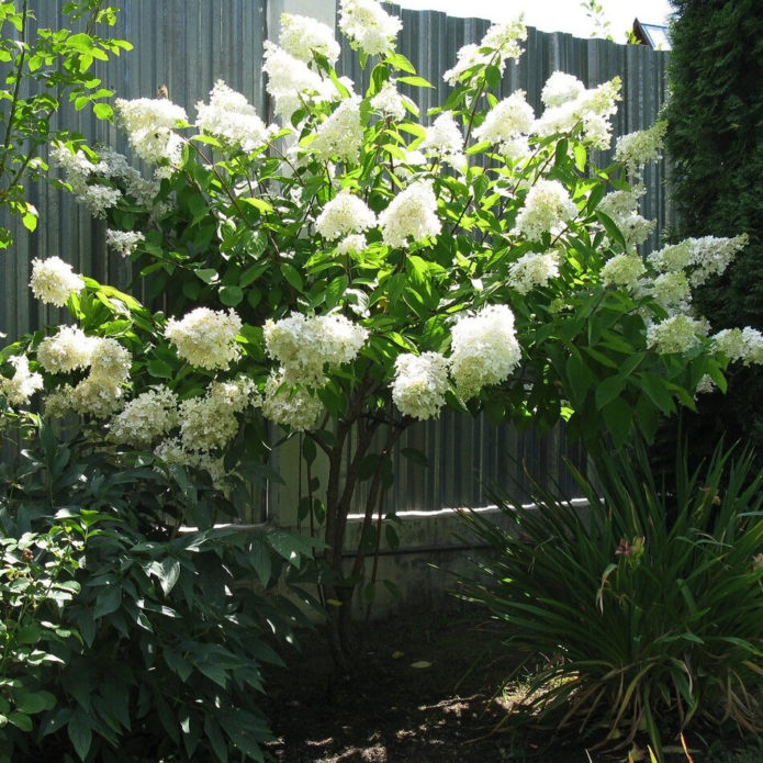 Hortensia i stammen