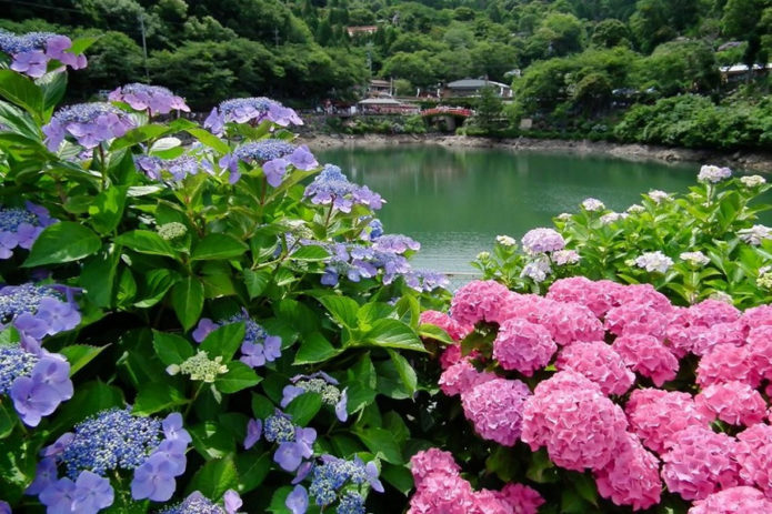 Hortensia por el agua