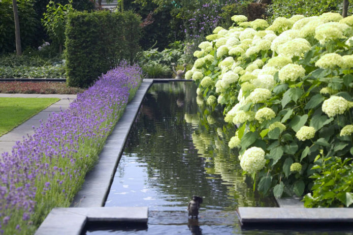 Hortensia au bord de l'eau