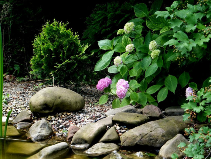 Hortensia ved vannet