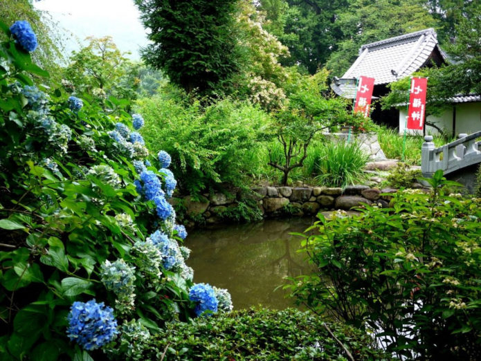 Hortensia vid vattnet