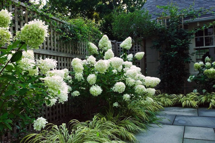 Hortensia in borders